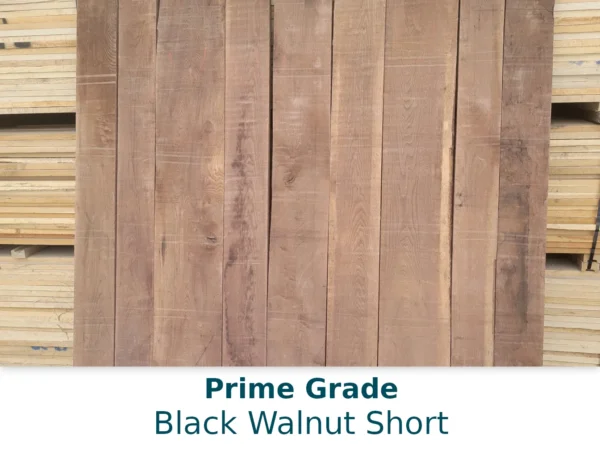 Black Walnut Short - Image 3